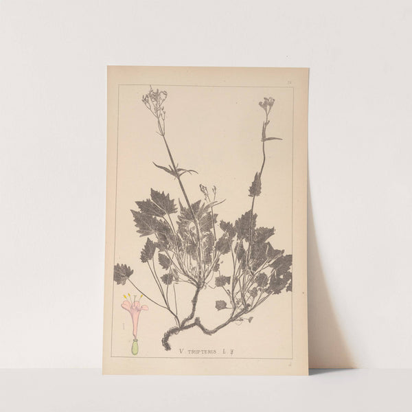 Herbier de la flore française Pl.0685 by Louis Antoine Cusin