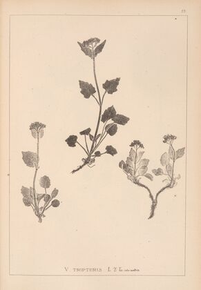 Herbier de la flore française Pl.0686