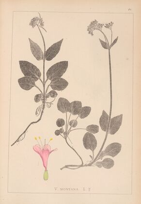 Herbier de la flore française Pl.0687