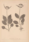 Herbier de la flore française Pl.0688