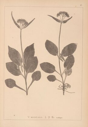Herbier de la flore française Pl.0688