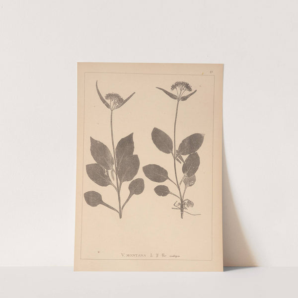 Herbier de la flore française Pl.0688 by Louis Antoine Cusin