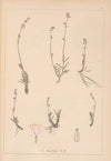 Herbier de la flore française Pl.0689