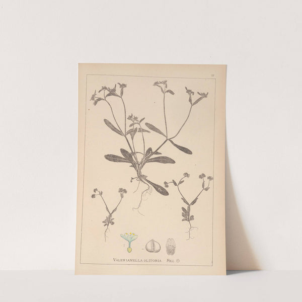 Herbier de la flore française Pl.0691 by Louis Antoine Cusin