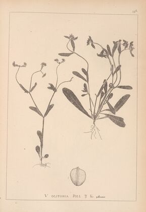 Herbier de la flore française Pl.0692
