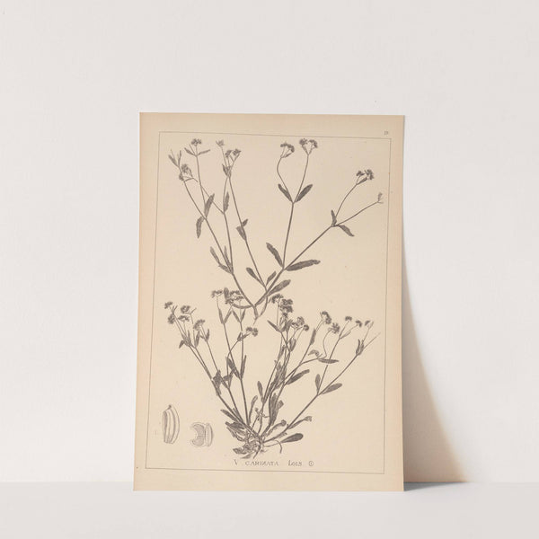 Herbier de la flore française Pl.0693 by Louis Antoine Cusin