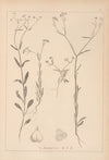 Herbier de la flore française Pl.0694