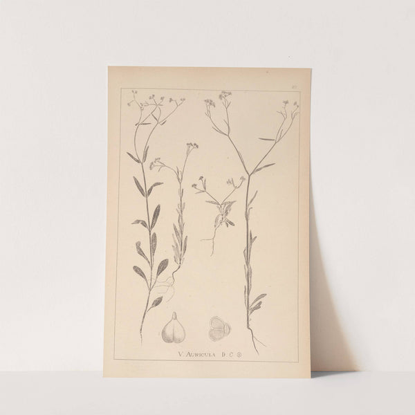 Herbier de la flore française Pl.0694 by Louis Antoine Cusin