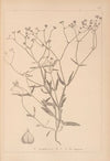 Herbier de la flore française Pl.0695