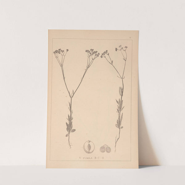 Herbier de la flore française Pl.0696 by Louis Antoine Cusin