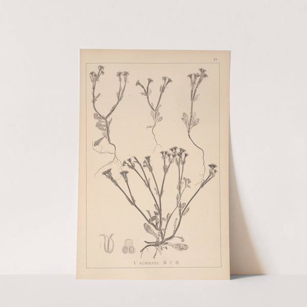 Herbier de la flore française Pl.0697 by Louis Antoine Cusin