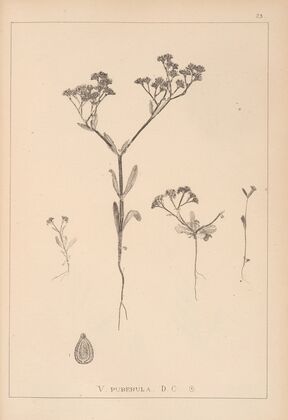 Herbier de la flore française Pl.0698