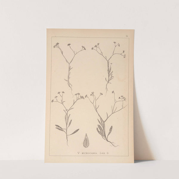 Herbier de la flore française Pl.0699 by Louis Antoine Cusin