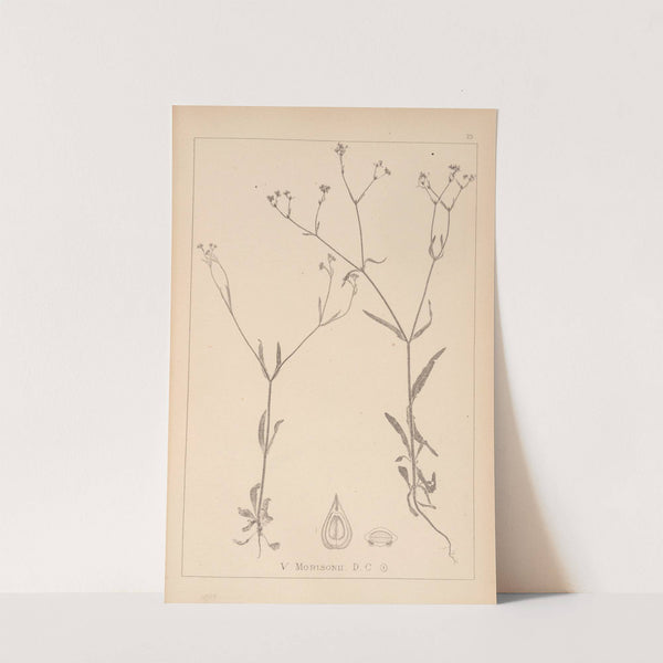 Herbier de la flore française Pl.0700 by Louis Antoine Cusin