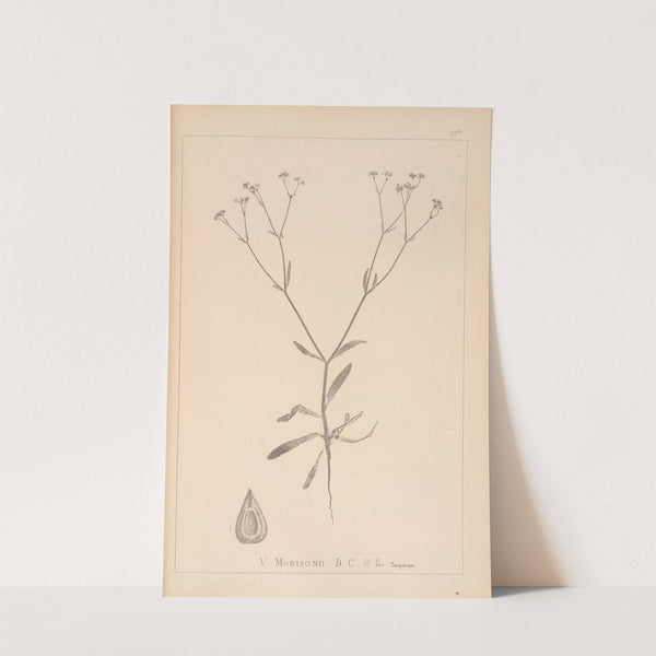 Herbier de la flore française Pl.0701 by Louis Antoine Cusin