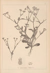 Herbier de la flore française Pl.0703