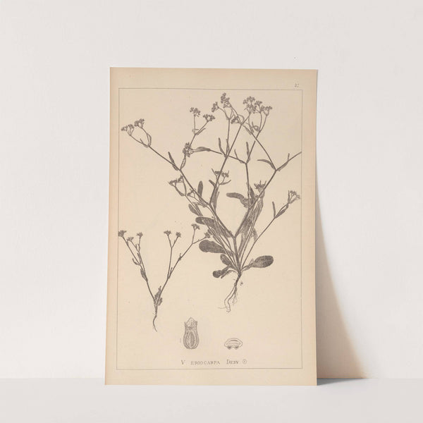 Herbier de la flore française Pl.0703 by Louis Antoine Cusin