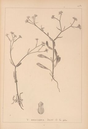 Herbier de la flore française Pl.0704