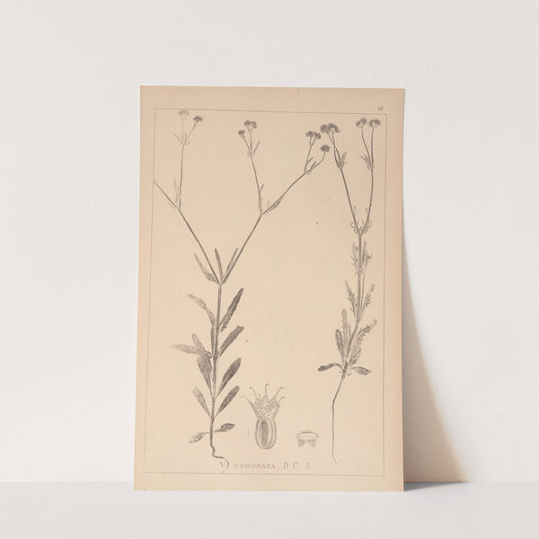 Herbier de la flore française Pl.0705 by Louis Antoine Cusin