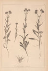 Herbier de la flore française Pl.0706