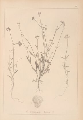 Herbier de la flore française Pl.0707