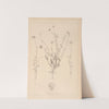 Herbier de la flore française Pl.0707 by Louis Antoine Cusin