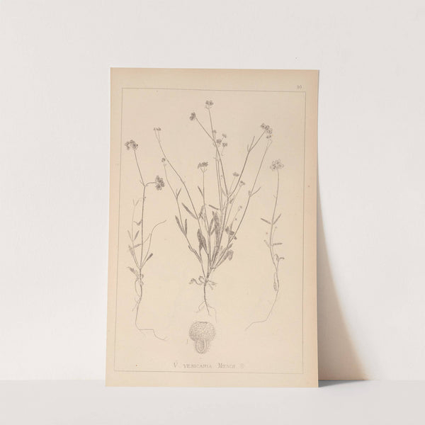 Herbier de la flore française Pl.0707 by Louis Antoine Cusin