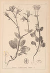 Herbier de la flore française Pl.0708