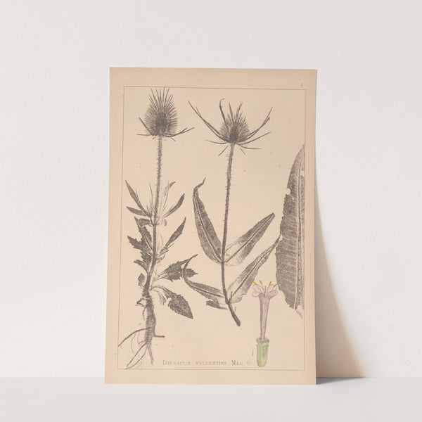 Herbier de la flore française Pl.0709 by Louis Antoine Cusin