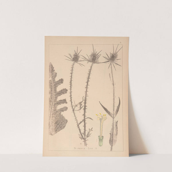 Herbier de la flore française Pl.0711 by Louis Antoine Cusin