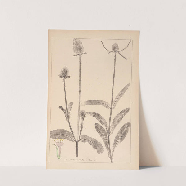 Herbier de la flore française Pl.0712 by Louis Antoine Cusin