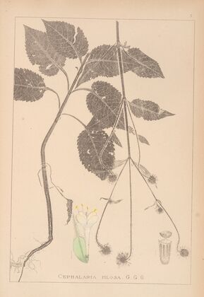 Herbier de la flore française Pl.0713