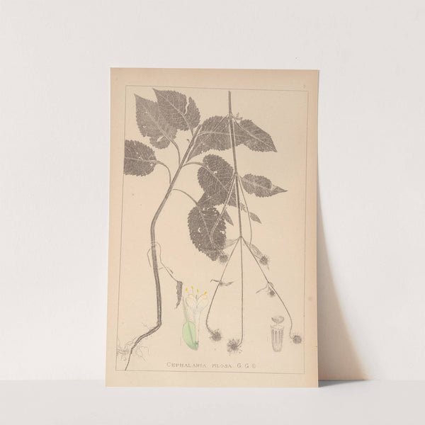 Herbier de la flore française Pl.0713 by Louis Antoine Cusin