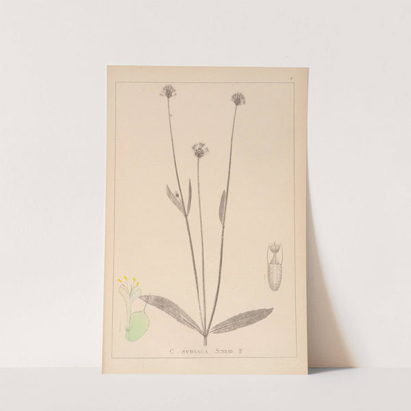 Herbier de la flore française Pl.0714 by Louis Antoine Cusin