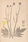 Herbier de la flore française Pl.0716