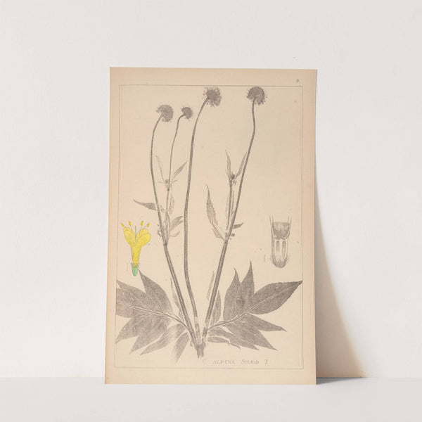 Herbier de la flore française Pl.0716 by Louis Antoine Cusin