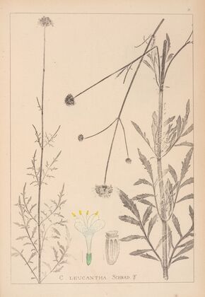 Herbier de la flore française Pl.0717