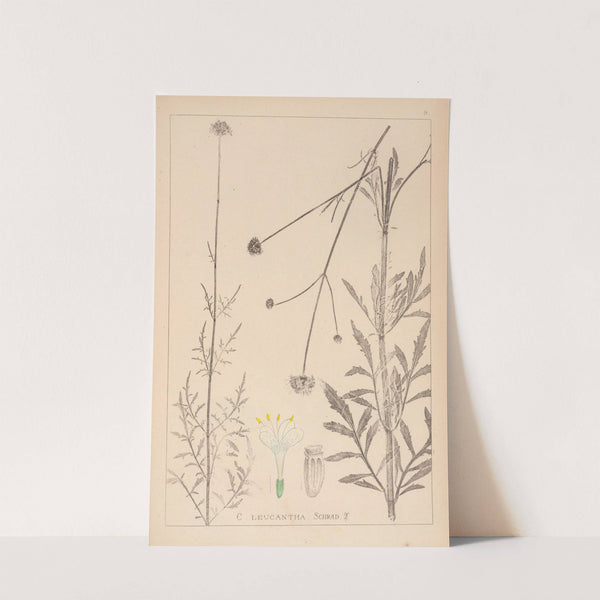 Herbier de la flore française Pl.0717 by Louis Antoine Cusin