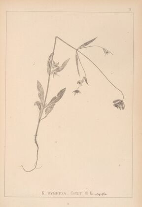 Herbier de la flore française Pl.0719
