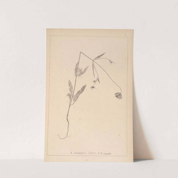 Herbier de la flore française Pl.0719 by Louis Antoine Cusin
