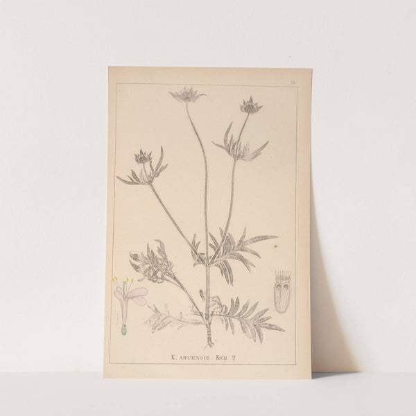 Herbier de la flore française Pl.0720 by Louis Antoine Cusin