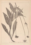 Herbier de la flore française Pl.0722