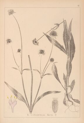 Herbier de la flore française Pl.0723
