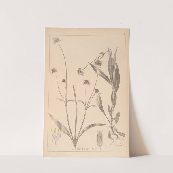 Herbier de la flore française Pl.0723 by Louis Antoine Cusin