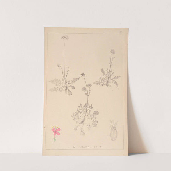 Herbier de la flore française Pl.0725 by Louis Antoine Cusin