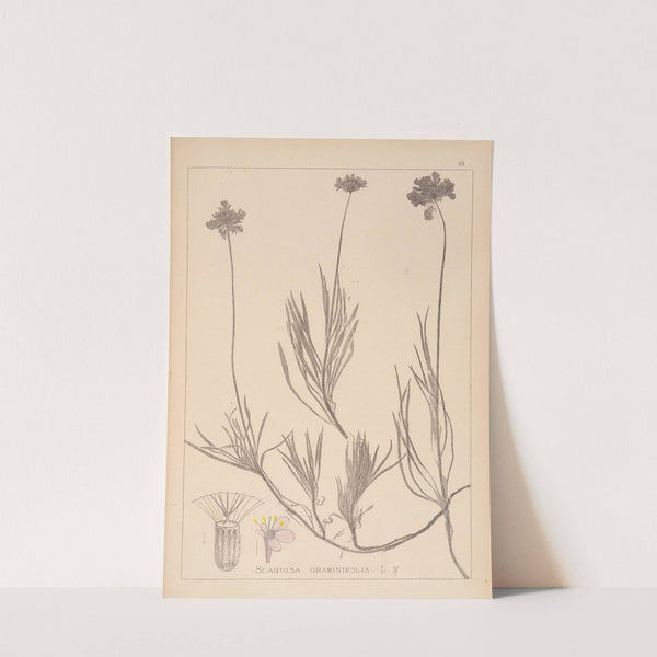 Herbier de la flore française Pl.0726 by Louis Antoine Cusin