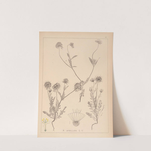 Herbier de la flore française Pl.0727 by Louis Antoine Cusin