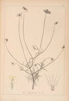 Herbier de la flore française Pl.0728