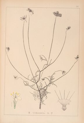 Herbier de la flore française Pl.0728