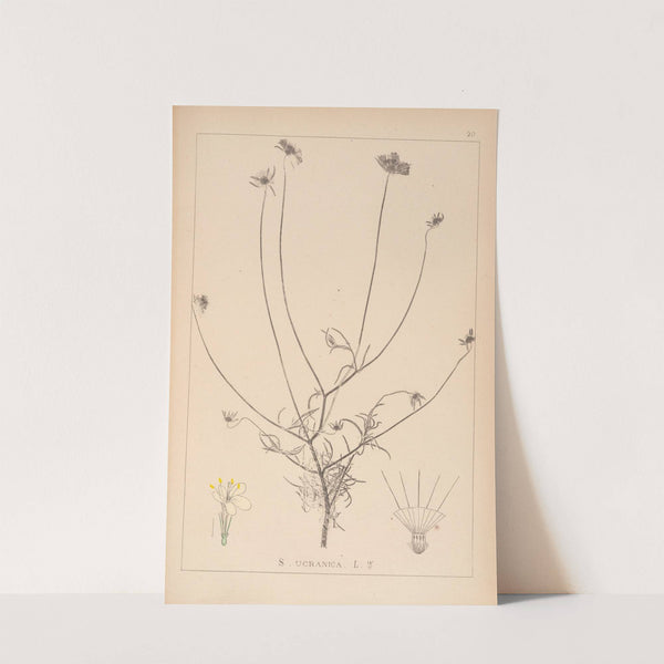 Herbier de la flore française Pl.0728 by Louis Antoine Cusin